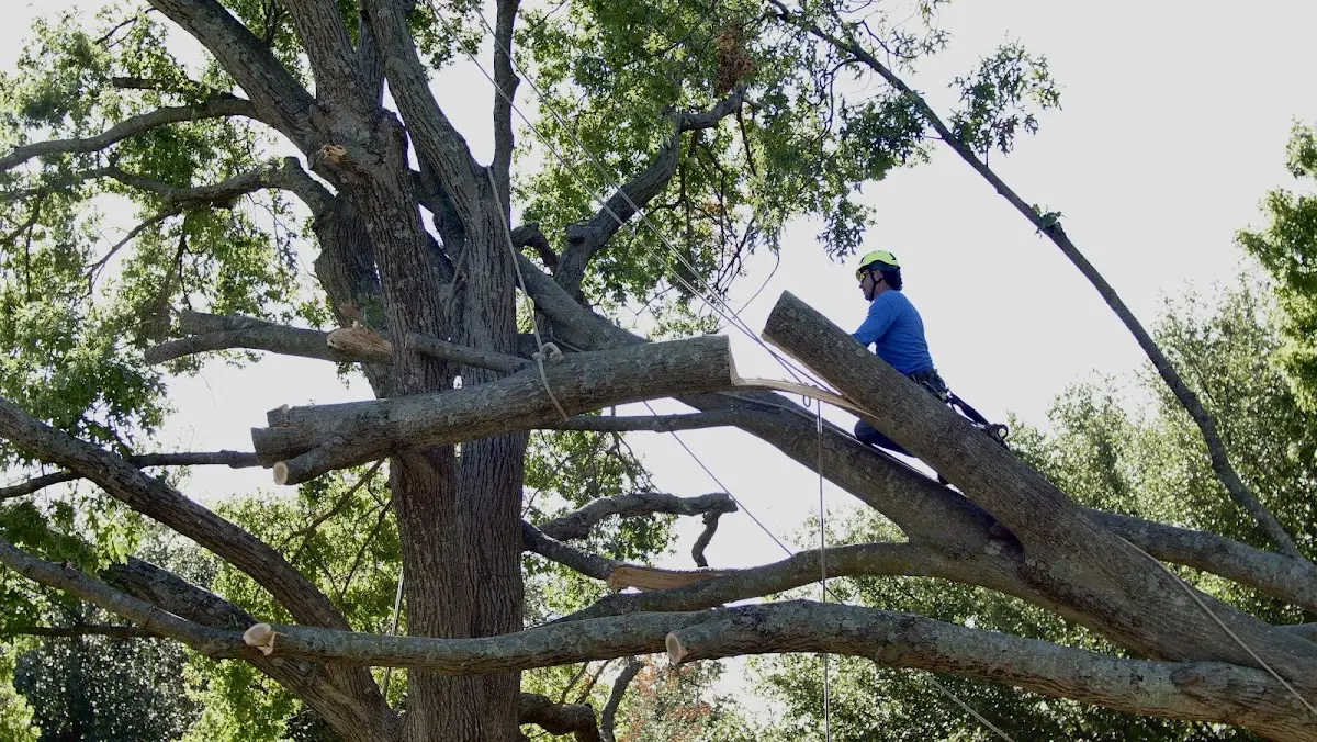 Professional Crown Thinning performed by certified arborists in Frankenmuth