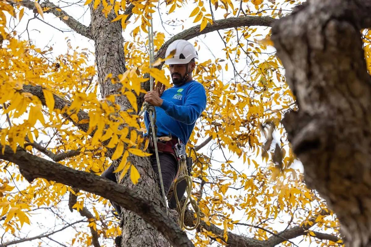Skilled Tree Planting crew working in Frankenmuth
