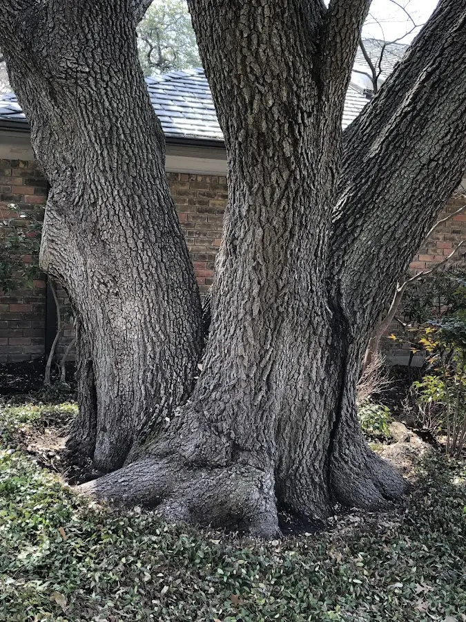 Mature heritage tree close to a Frankenmuth property cared for by certified arborists